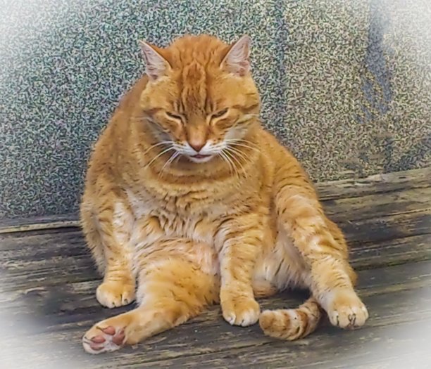 红发tomcat在冷模式图片下载