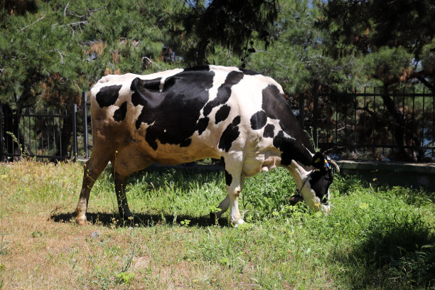 土耳其伊斯坦布尔市布尤卡达森林中的牛图片下载