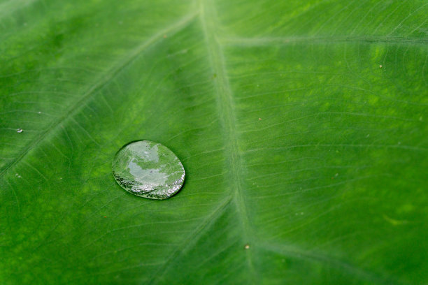 这是科洛卡西亚树叶上水滴的特写镜头。由于它的抗水性，水不会弄湿叶子，只停留在表面。图片下载