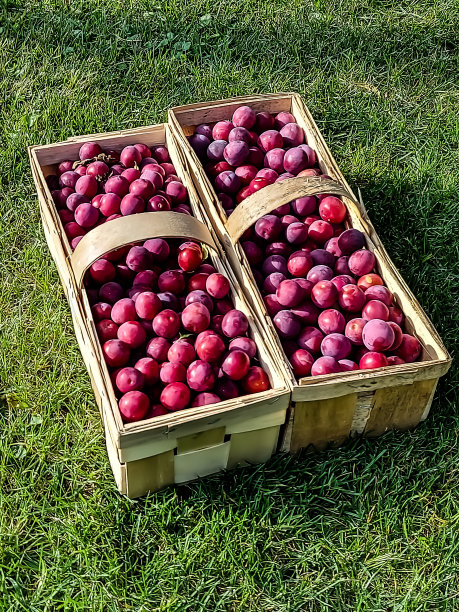 刚收获的水果图片下载