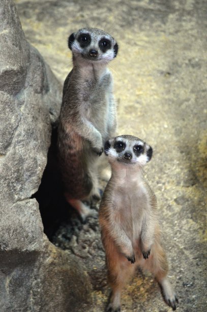 动物猫鼬图片下载