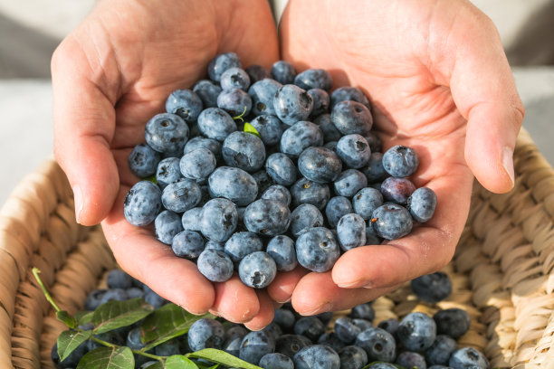 男人手里拿着新鲜采摘的蓝莓。健康食品和营养观念。收获图片下载