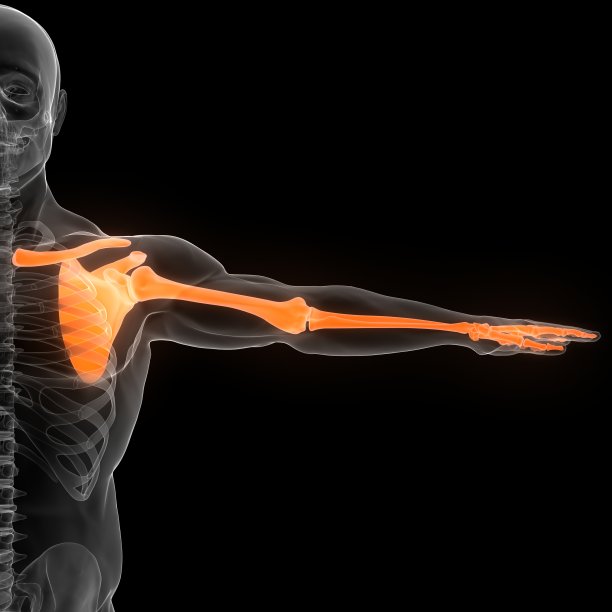 人体骨骼系统上肢骨关节解剖学图片下载