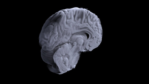 三维可视化的数字MTR的大脑。该模型基于MRI扫描数据。图片下载