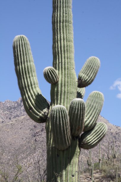 仙人掌图片下载