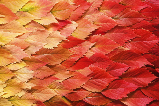 秋叶的背景。概念与文本或对象的位置。梯度。复制图片下载