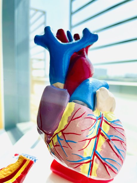 心脏模型图片下载