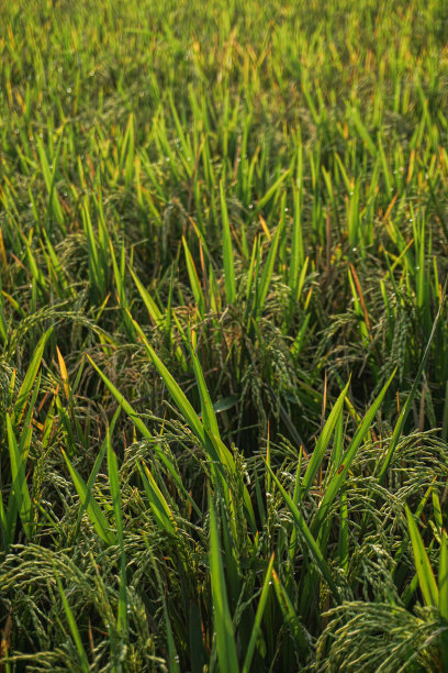 在早晨关闭稻田图片下载