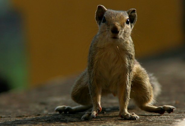 王松鼠图片下载