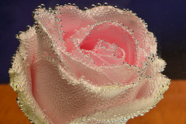 水下粉红色的玫瑰，花瓣上有气泡图片下载