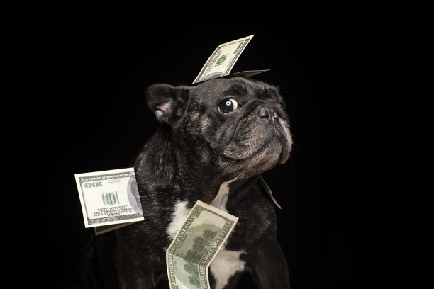 图像的狗钱黑暗的背景图片下载