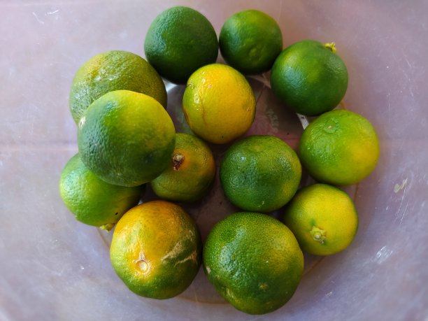 特写照片的calamansi图片下载