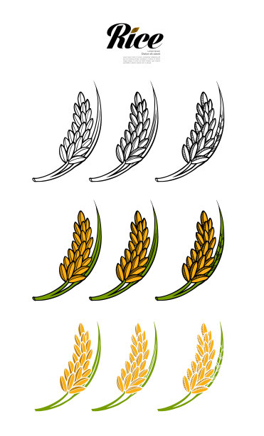 优质水稻设计载体。图片下载