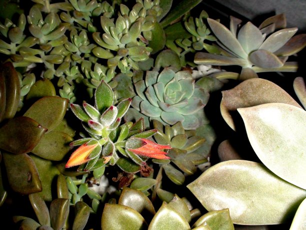 多汁的花卉植物图片下载