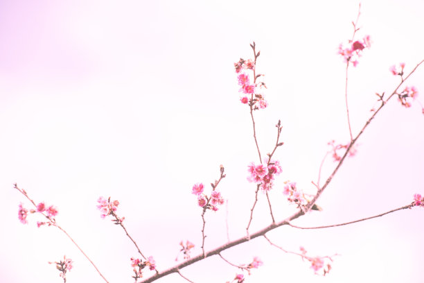 秋天盛开的樱花“优雅美之”图片下载