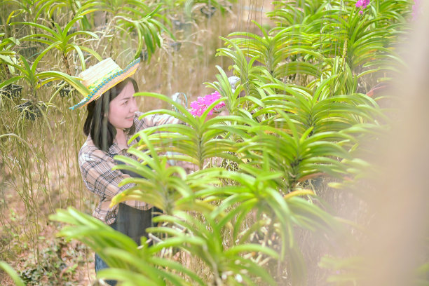 亚洲农民照料植物以防昆虫。农夫的花园里图片下载