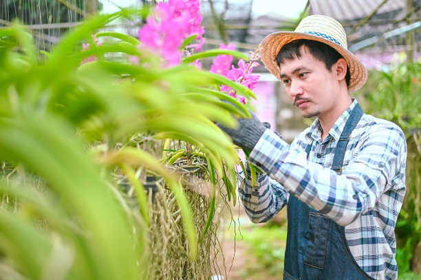 亚洲农民照料植物以防昆虫。农夫的花园里图片下载