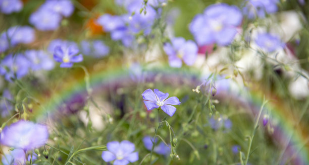 蓝色淡紫色的花，亚麻的水滴图片下载