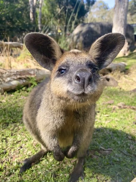沼泽小袋鼠向镜头靠近，背景是绿树。闻到了相机的味道。澳大利亚昆士兰黄金海岸图片下载