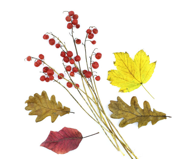 干燥明亮的叶子和山谷百合浆果被孤立在白色的背景上。图片下载