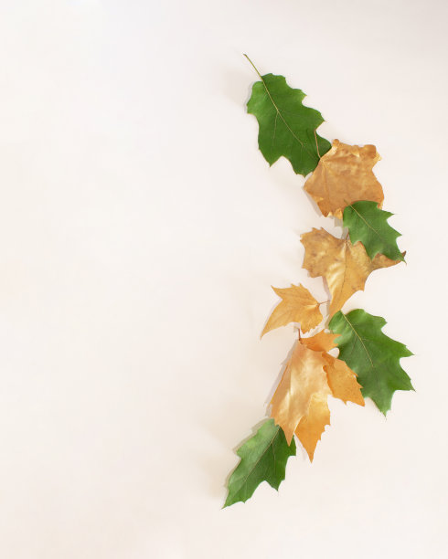 秋天的绿色和金黄色的叶子在白色的背景上图片下载