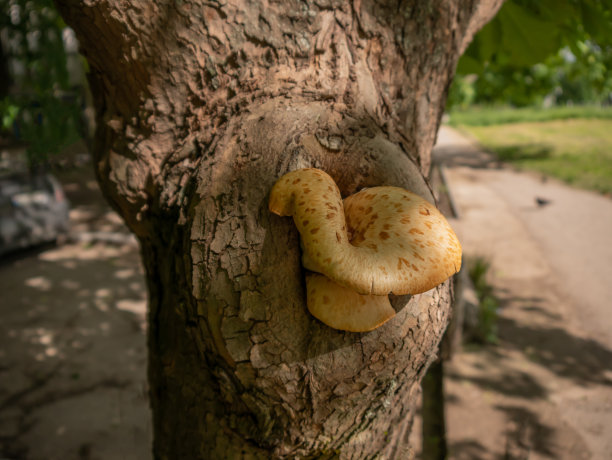 可食用的蘑菇。一个生长在树干上的黄色蘑菇的特写镜头。图片下载