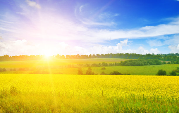 大黄色油菜田上的夕阳。植物为绿色能源。图片下载