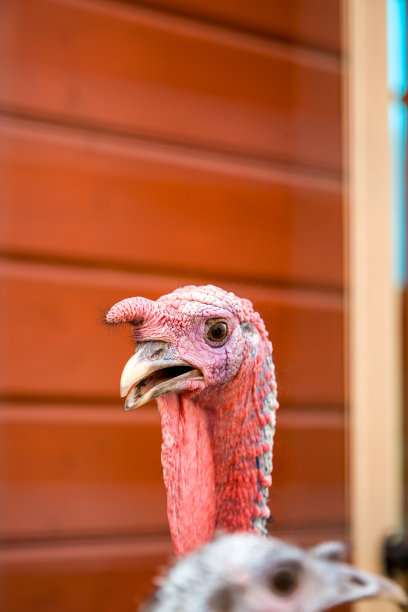 有喙的火鸡poryutret图片下载