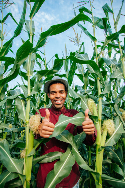 一名非洲裔美国农民在玉米地里看着摄像机，竖起大拇指图片下载