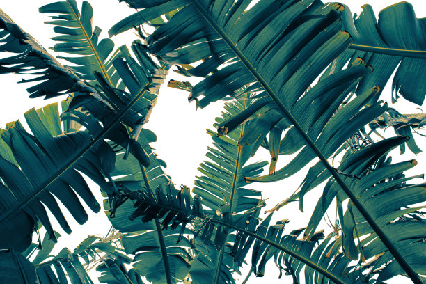 白色背景上的热带树叶图片下载