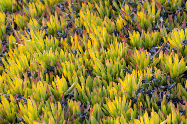 美丽的黄、红、绿植物上的宏大的彩色背景股票照片图片下载