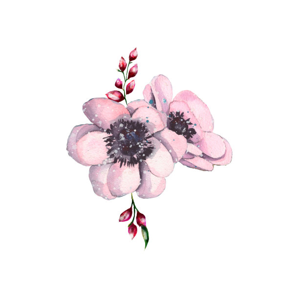 水彩画插图的一小束银莲花孤立在白色图片下载