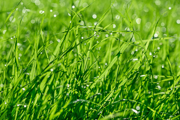 绿草有露图片下载