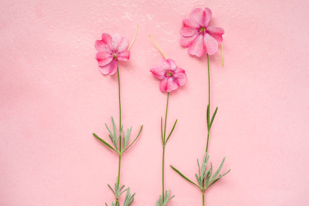 安排三粉红色的花与滴在粉红色的背景图片下载