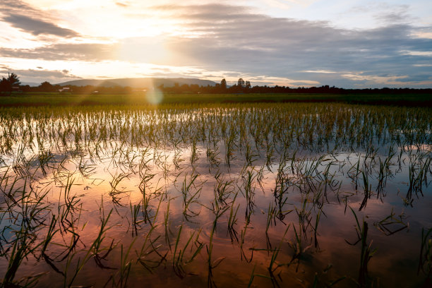 农村或乡村的稻田图片下载