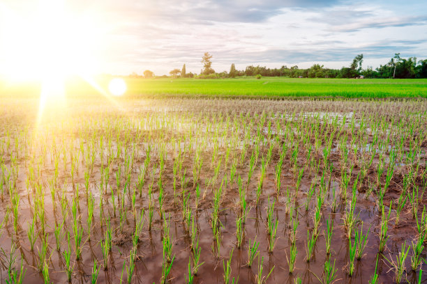 农村或乡村的稻田图片下载