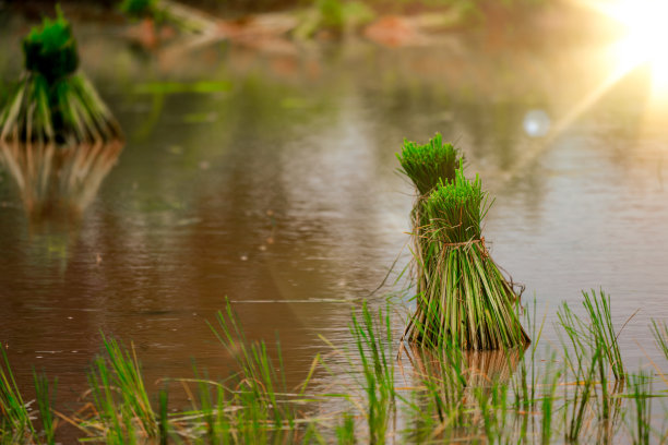 农村或乡村的稻田图片下载
