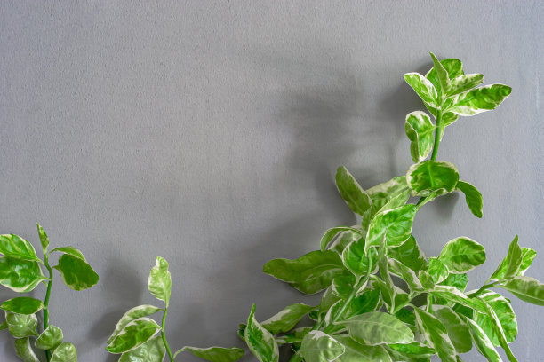 斑点小叶攀缘者图片下载