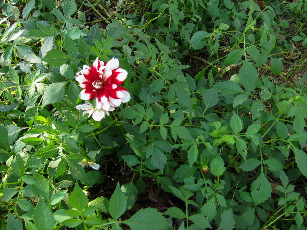 花园里的花图片下载