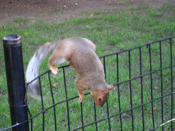 公园里一只勇敢的松鼠图片下载