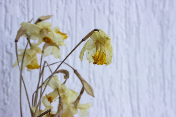 水晶花瓶里的一束干水仙花。一个美丽的概念枯萎了，老化了。植物标本。干花。图片下载