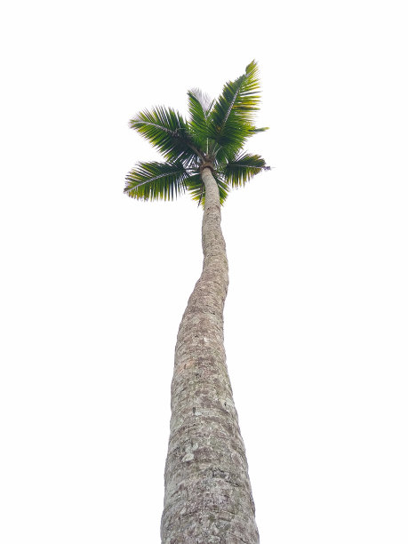 孤立在白色背景上的椰子树(椰子树属)图片下载