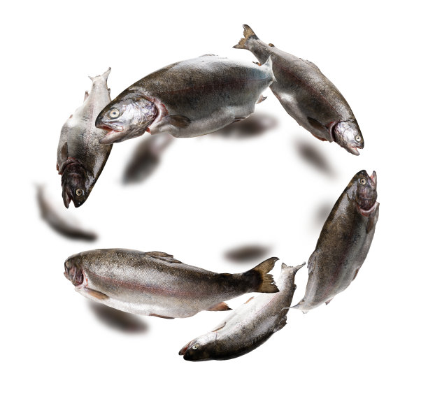 虹鳟鱼漂浮在白色的背景上图片下载