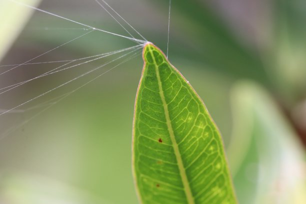 从叶子上伸出的蜘蛛网图片下载