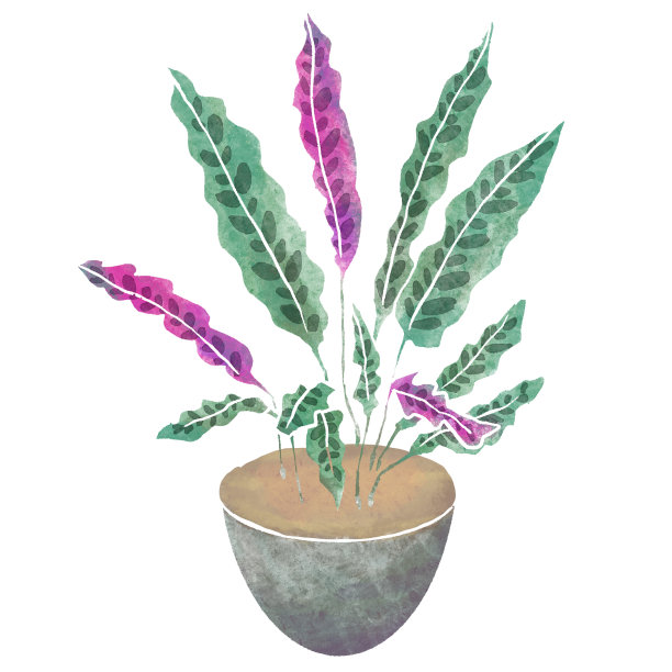 室内植物水彩Inria绿色室内Carathea徽章图片下载