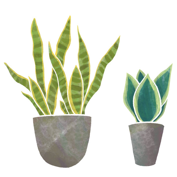 室内植物水彩Inria绿色室内SanSeberia图片下载