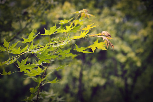 秋天的落叶图片下载