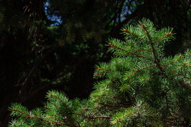 阳光照耀下的圣诞树树枝。森林，木材，自然和生态专题照片背景。图片下载