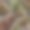 潮湿的海石背景。无缝模式。卵石纹理。宏观的特写镜头。图片下载