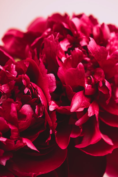 盛开的紫红色牡丹花特写在一个柔和的粉红色背景复制空间图片下载